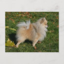 Search for spitz dog postcards Loulou