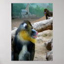 Search for mandrill posters Nature