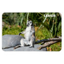 Search for lemur monkey magnets Animal