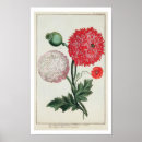 Search for papaver art Botanical