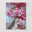 Search for cherry blossom postcards Petals