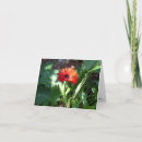 Search for red daisy cards Photography