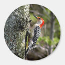 Search for belly round magnets Wildlife