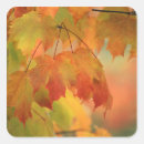 Search for maple stickers Colour