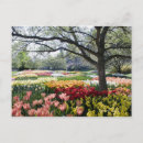 Search for spring flowers postcards Outdoors