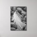 Search for white feather canvas prints Black and white