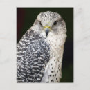 Search for beaks vertical postcards Animals