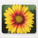 Search for yellow gerbera daisy electronics Orange