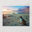 Search for beach cat postcards Nautical