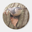 Search for breasted magnets Nuthatch