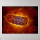Search for medical illustration posters Microscopic