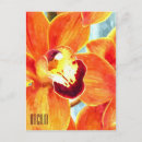 Search for orchids postcards Photograph