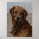 Search for k9 posters Animals