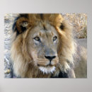 Search for picture of lion posters Wild animals