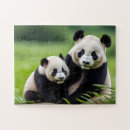 Search for panda bear puzzles Zoo