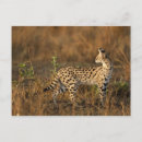 Search for upper postcards Africa