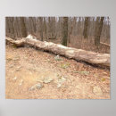 Search for large tree posters Nature