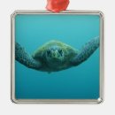 Search for underwater christmas tree decorations Coastal