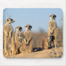 Search for botswana mouse mats Animal