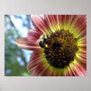 Search for bee happy posters Sunflower