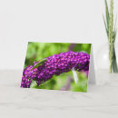 Search for cricket cards Katydid