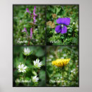 Search for weed posters Dandelion