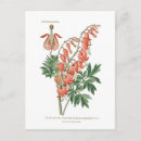 Search for bleeding postcards Botanical