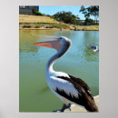 Search for pelican posters Australia