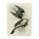 Search for black wings magnets Illustration