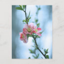 Search for apple tree vertical postcards Flower