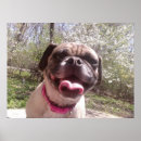 Search for cute funny pugs posters Canine