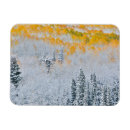 Search for aspen magnets Forest