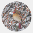Search for female cardinal stickers Animal