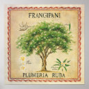 Search for frangipani flower art Flowers