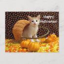 Search for sweet horizontal postcards Orange