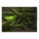Search for cells postcards Bacterium