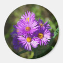 Search for asters magnets Nature
