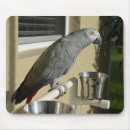 Search for african greys mouse mats African grey parrot