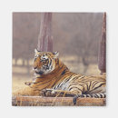 Search for bengals magnets Wild
