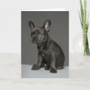 Search for french bulldog puppy cards Cute