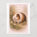 Search for guinea vertical postcards Vintage