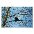 Search for eagle feather posters Wildlife