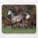 Search for arabs mouse mats Bob langrish