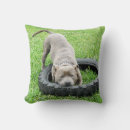 Search for staffordshire bull terrier cushions Staffy