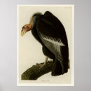 Search for vulture posters Condor