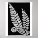 Search for black and white fern art Vintage