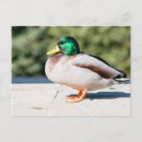 Search for drake postcards Mallard