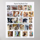 Search for breed posters Animal