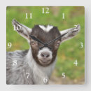 Search for dwarf clocks Farm