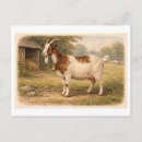 Search for goat postcards Antique